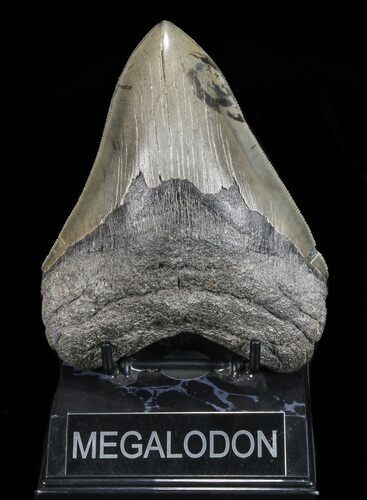 Serrated, Megalodon Tooth - Georgia #72797